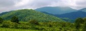 Tea Plantations (Dagomys ChaySovKhoz)