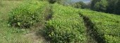 Tea Plantations (Dagomys ChaySovKhoz)