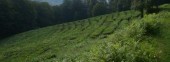 Tea Plantations (Dagomys ChaySovKhoz)