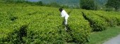 Tea Plantations (Dagomys ChaySovKhoz)