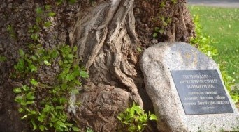 Poplar in the Square of Fallen Fighters