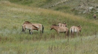 Khustai National Park