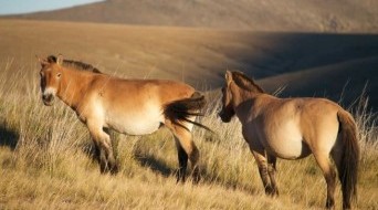 Khustai National Park