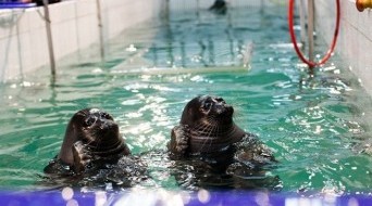 Seal Museum (Nerpa)