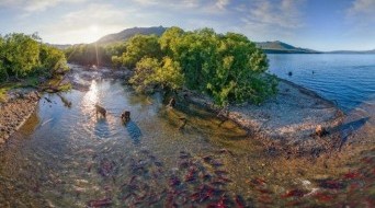 Spawning of sockeye salmon on the Kurile Lake