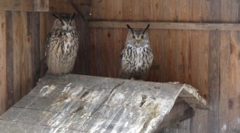 Kholzan - сenter of rehabilitation and monitoring of birds of prey