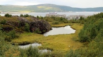 Lamb's brow near Lake Semyonovskoe