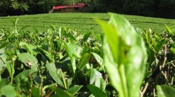 Tea Plantations (Dagomys ChaySovKhoz)