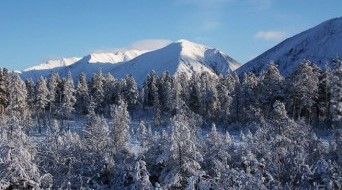 Cross-country Skiing in a Siberian Forest