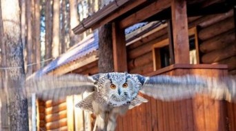 Center of rehabilitation and monitoring of birds of prey