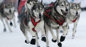 Khaski Dog sledding