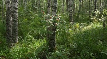 Ural forest
