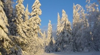 Taiga forest