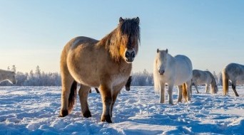 Yakutian horse breeding farm