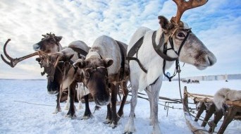 Reindeer’s winter base