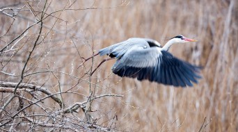 Cormorant and Herons Colony