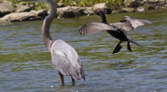 Cormorant and Herons Colony