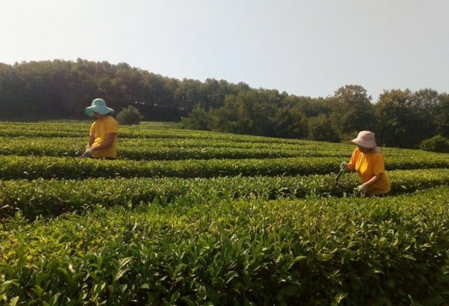 Tea Plantations (Dagomys ChaySovKhoz)