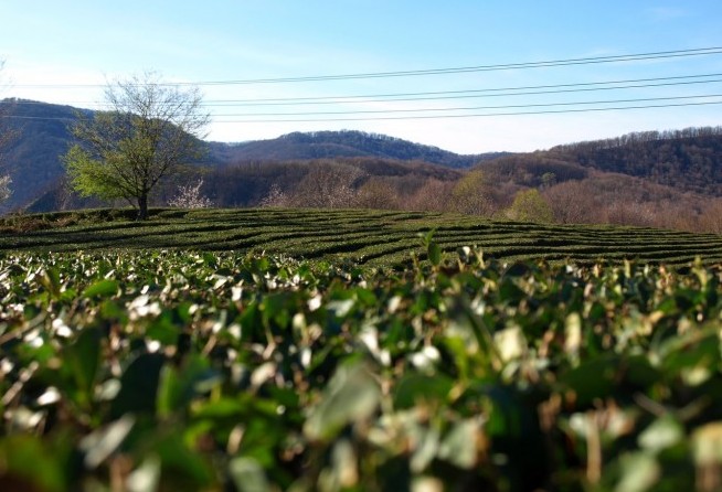 Tea Plantations (Dagomys ChaySovKhoz)