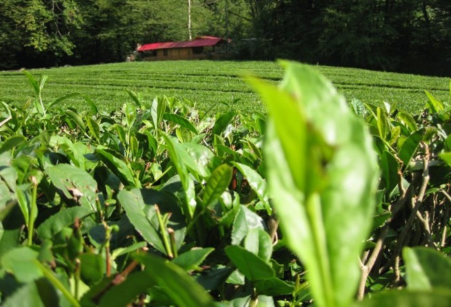 Tea Plantations (Dagomys ChaySovKhoz)