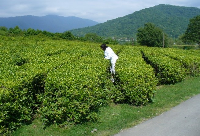 Tea Plantations (Dagomys ChaySovKhoz)
