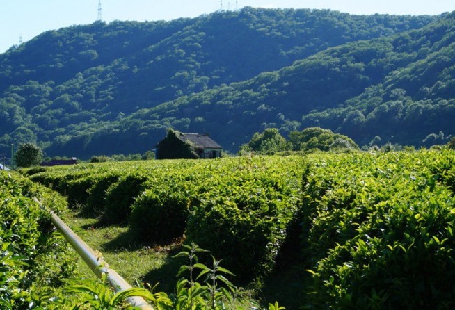 Tea Plantations (Dagomys ChaySovKhoz)