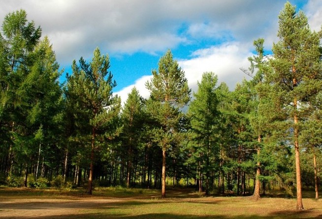 Siberian pine forests