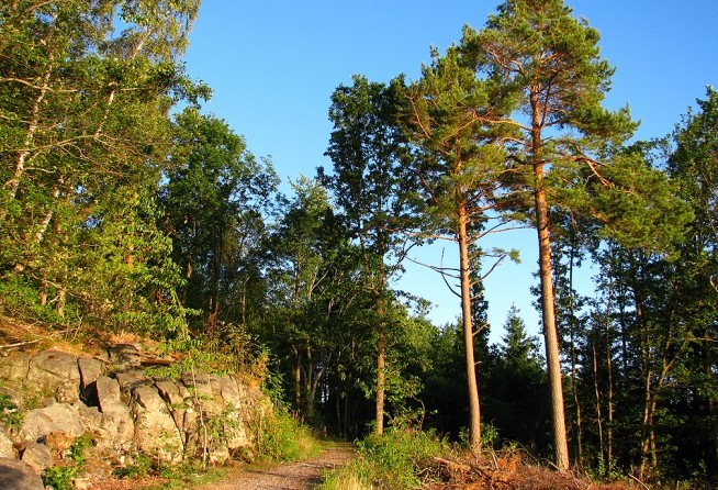Siberian pine-forests