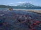 Spawning of sockeye salmon on the Kurile Lake