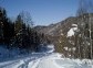 Cross-country Skiing in a Siberian Forest