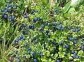 Bilberry in the Urals Forest