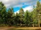 Siberian pine forests