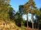 Siberian pine-forests