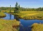 Taiga