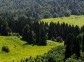 Forests of the Ural Mountains