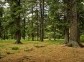 Siberian pine-forests