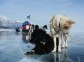 Dog sled