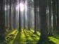 Taiga Forest