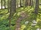 Taiga Forest