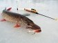 Winter fishing, Lake Baikal