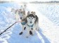 Dog-sledding