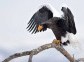Eagle of Kamchatka