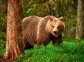 Russian bears, Taiga