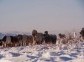 The farm of Yakutian horses