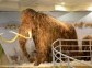 The Mammoth Museum, Yakutsk