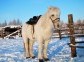 The farm of Yakutian horses