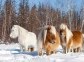 The farm of Yakutian horses