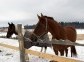 The horse farm