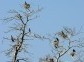 Cormorant and Herons Colony