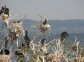 Cormorant and Herons Colony